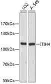 Anti-ITIH4 antibody used in Western Blot (WB). GTX04264