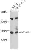 Anti-HSD17B3 antibody used in Western Blot (WB). GTX04265