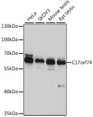 Anti-C17orf74 antibody used in Western Blot (WB). GTX04266