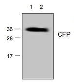 Anti-CFP antibody used in Western Blot (WB). GTX04275