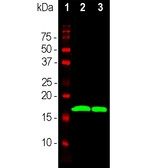 Anti-alpha Synuclein antibody [2A7] used in Western Blot (WB). GTX04298