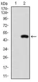 Anti-NRF2 antibody [1A6G6] used in Western Blot (WB). GTX04306
