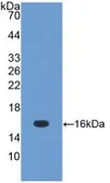 Mouse TGF beta 1 protein, His tag (active). GTX04319-pro