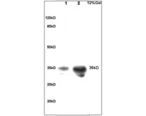 Anti-Coagulation factor III/Tissue Factor antibody used in Western Blot (WB). GTX04324