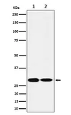 Anti-SNAP29 antibody [GT1365] used in Western Blot (WB). GTX04332