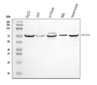 Anti-SGLT1 antibody used in Western Blot (WB). GTX04333