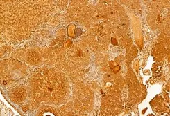 Anti-mTOR antibody used in IHC (Paraffin sections) (IHC-P). GTX04334