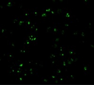Anti-CARD8 antibody used in Immunocytochemistry/ Immunofluorescence (ICC/IF). GTX04354