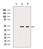 Anti-DNAJA2 antibody used in Western Blot (WB). GTX04360