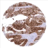 Anti-PD-L1 antibody [MSVA-711R] HistoMAX used in IHC (Paraffin sections) (IHC-P). GTX04362