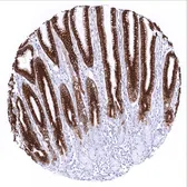 Anti-Mucin 5AC antibody [MSVA-109M] HistoMAX&trade; used in IHC (Paraffin sections) (IHC-P). GTX04364