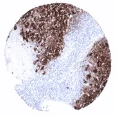 Anti-Thyroglobulin antibody [MSVA-189R] HistoMAX&trade; used in IHC (Paraffin sections) (IHC-P). GTX04365