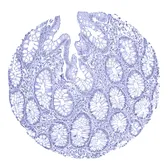 Anti-Androgen Receptor antibody [MSVA-367R] HistoMAX&trade; used in IHC (Paraffin sections) (IHC-P). GTX04368
