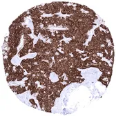 Anti-Synaptophysin antibody [MSVA-462R] HistoMAX&trade; used in IHC (Paraffin sections) (IHC-P). GTX04371