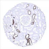 Anti-Cytokeratin 7 antibody [MSVA-607R] HistoMAX&trade; used in IHC (Paraffin sections) (IHC-P). GTX04375