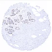 Anti-Calponin 1 antibody [MSVA-455R] HistoMAX&trade; used in IHC (Paraffin sections) (IHC-P). GTX04387