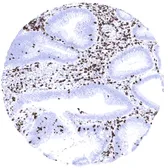 Anti-CD7 antibody [MSVA-007R] HistoMAX&trade; used in IHC (Paraffin sections) (IHC-P). GTX04390