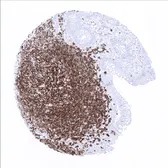 Anti-CD20 antibody [MSVA-020R] HistoMAX&trade; used in IHC (Paraffin sections) (IHC-P). GTX04392