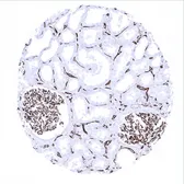 Anti-CD31 antibody [MSVA-031M] HistoMAX&trade; used in IHC (Paraffin sections) (IHC-P). GTX04395