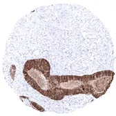 Anti-Mammaglobin A antibody [MSVA-457R] HistoMAX&trade; used in IHC (Paraffin sections) (IHC-P). GTX04406
