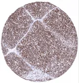 Anti-CD1a antibody [MSVA-001M] HistoMAX&trade; used in IHC (Paraffin sections) (IHC-P). GTX04407