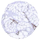 Anti-VWF antibody [MSVA-521R] HistoMAX&trade; used in IHC (Paraffin sections) (IHC-P). GTX04412