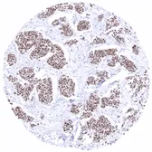 Anti-GATA3 antibody [MSVA-450M] HistoMAX&trade; used in IHC (Paraffin sections) (IHC-P). GTX04420