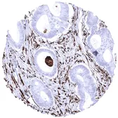 Anti-HLA-DRA antibody [MSVA-470R] HistoMAX&trade; used in IHC (Paraffin sections) (IHC-P). GTX04429