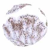 Anti-CD45 antibody [MSVA-045R] HistoMAX&trade; used in IHC (Paraffin sections) (IHC-P). GTX04432