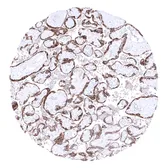 Anti-PAPP A antibody [MSVA-780M] HistoMAX&trade; used in IHC (Paraffin sections) (IHC-P). GTX04437
