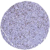 Anti-CTLA4 antibody [MSVA-152R] HistoMAX&trade; used in IHC (Paraffin sections) (IHC-P). GTX04439