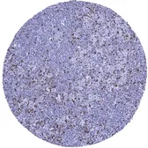 Anti-CTLA4 antibody [MSVA-152R] HistoMAX used in IHC (Paraffin sections) (IHC-P). GTX04439