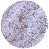 Anti-TIM-3 antibody [MSVA-366R] HistoMAX&trade; used in IHC (Paraffin sections) (IHC-P). GTX04440