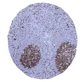 Anti-MCM7 antibody [MSVA-507R] HistoMAX&trade; used in IHC (Paraffin sections) (IHC-P). GTX04444