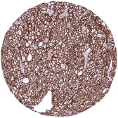 Anti-CDH16 antibody [MSVA-516R] HistoMAX&trade; used in IHC (Paraffin sections) (IHC-P). GTX04455