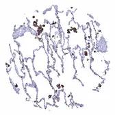 Anti-HLA-DRB1 antibody [MSVA-478R] HistoMAX&trade; used in IHC (Paraffin sections) (IHC-P). GTX04457