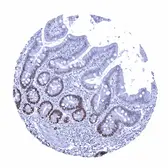 Anti-SOX9 antibody [MSVA-709R] HistoMAX&trade; used in IHC (Paraffin sections) (IHC-P). GTX04459
