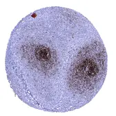 Anti-CD23 antibody [MSVA-023M] HistoMAX&trade; used in IHC (Paraffin sections) (IHC-P). GTX04472