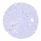 Anti-Somatostatin antibody [MSVA-638R] HistoMAX&trade; used in IHC (Paraffin sections) (IHC-P). GTX04473