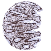 Anti-Ku80 antibody [MSVA-880M] HistoMAX&trade; used in IHC (Paraffin sections) (IHC-P). GTX04480