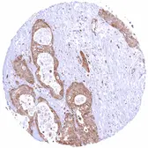 Anti-STING antibody [MSVA-515M] HistoMAX&trade; used in IHC (Paraffin sections) (IHC-P). GTX04484