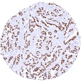 Anti-TRPS1 antibody [MSVA-512R] HistoMAX&trade; used in IHC (Paraffin sections) (IHC-P). GTX04485
