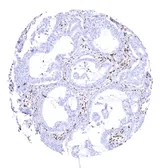 Anti-BRG1 antibody [MSVA-397R] HistoMAX&trade; used in IHC (Paraffin sections) (IHC-P). GTX04486