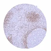 Rabbit anti-human IgD antibody [MSVA-701R] HistoMAX. GTX04491