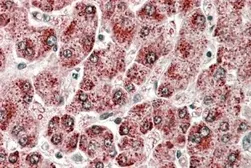 Anti-CYP2E1 antibody used in IHC (Paraffin sections) (IHC-P). GTX04495