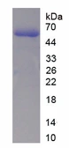 Human p53 protein, His tag. GTX04503-pro