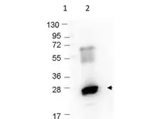 Anti-GST tag antibody (AP) used in Western Blot (WB). GTX04517