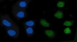 Anti-KLF10 antibody used in Immunocytochemistry/ Immunofluorescence (ICC/IF). GTX04519