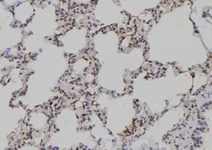 Anti-PAD4 antibody used in IHC (Paraffin sections) (IHC-P). GTX04531
