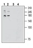 Anti-FAM38B antibody used in Western Blot (WB). GTX04536